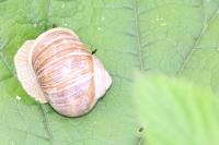 Helix pomatia