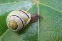Cepaea hortensis