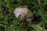 Helix pomatia