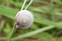 Monacha cartusiana