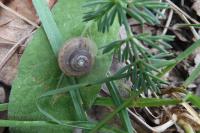 Trochulus