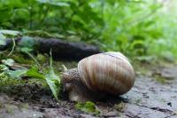 Helix pomatia