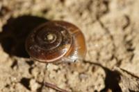 Hygromia limbata