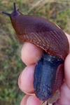 Arion vulgaris