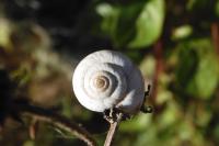 Helicella itala