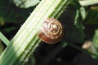 Hygromia cinctella