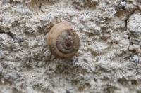 Backeljaia gigaxii
