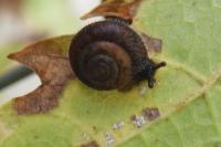 Trochulus