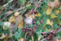 Helix pomatia