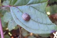 Helicigona lapicida