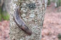 Lehmannia marginata