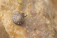 Xeroplexa intersecta