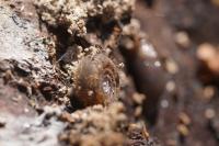 Helicodonta obvoluta