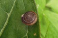 Trochulus