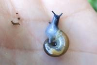Oxychilus navarricus