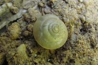 Hygromia cinctella