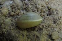 Hygromia cinctella