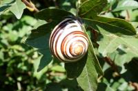 Cepaea nemoralis