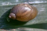 Succinea putris