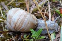 Helix pomatia