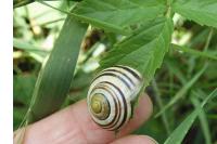 Cepaea hortensis