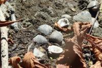 Corbicula fluminea