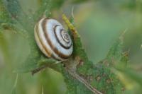 Helicella itala