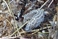 Limax maximus
