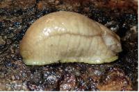 Testacella haliotidea