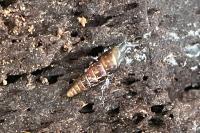 Clausilia bidentata