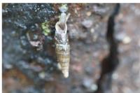 Clausilia bidentata