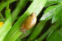 Succinea putris