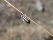 Cernuella neglecta