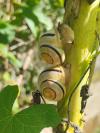 Cepaea hortensis