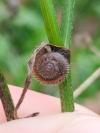 Trochulus hispidus