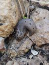 Limax maximus