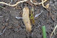 Testacella haliotidea