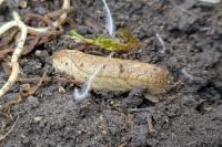 Testacella haliotidea