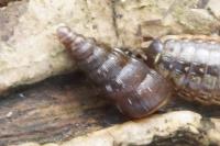 Balea perversa