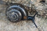 Zonitoides nitidus