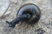 Zonitoides nitidus