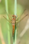 Libellula fulva