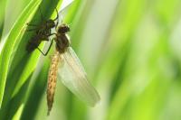 Epitheca bimaculata