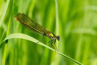 Calopteryx splendens