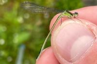 Ischnura elegans