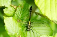 Gomphus vulgatissimus