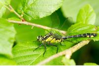 Gomphus vulgatissimus