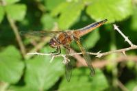 Libellula fulva