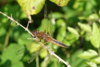 Libellula fulva