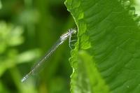 Coenagrion puella